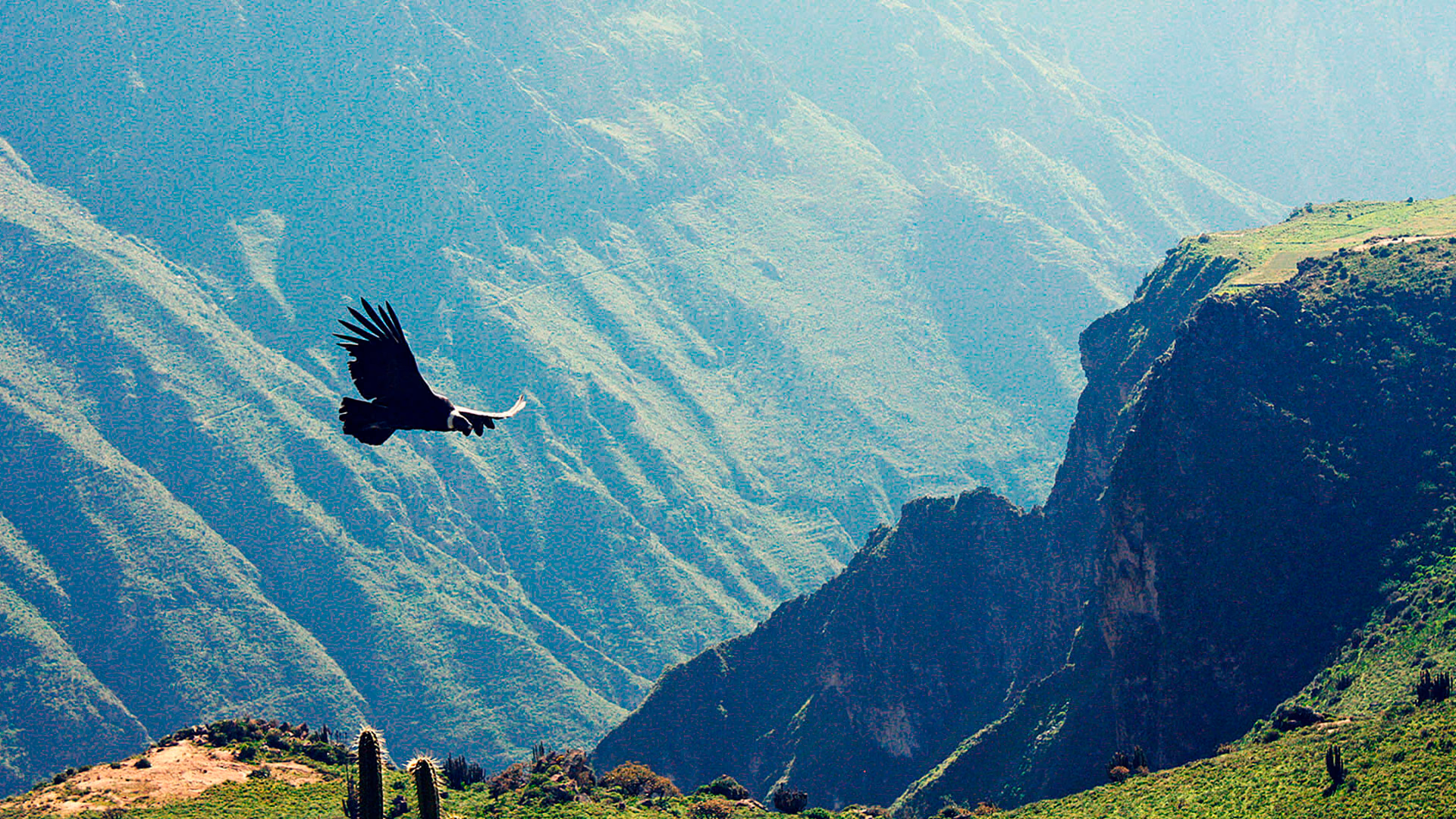 Trekking Cañón del Colca - 2 Días / 1 Noche